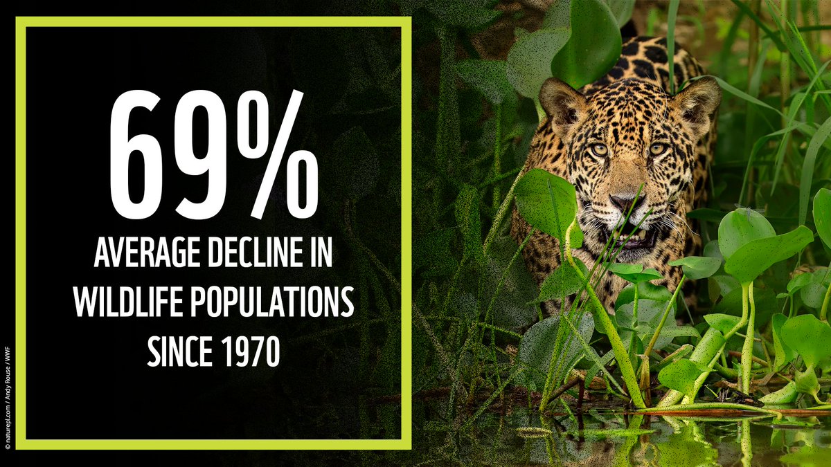 ⚠️🚨 BREAKING! 🚨️️️⚠️

<a href="/WWF/">WWF</a>’s latest #LivingPlanet Report highlights the stark reality that nature loss is not being halted, let alone reversed.

Fixing our relationship with nature is critical and we need urgent action to turn the tide 👉 fal.cn/3sGVE

#LPR2022🌍