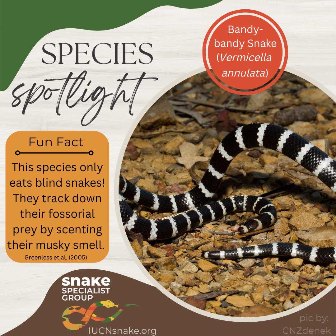 Time to highlight some awesome snake species! This week is Australia's Bandy-bandy Snake 👇