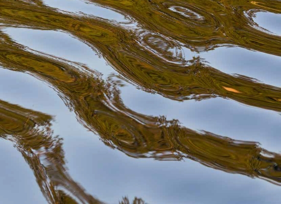 Het #RIVM heeft nieuwe risicogrenzen bepaald voor #PFAS in oppervlaktewater. Deze beoordeling houdt namelijk rekening met de hoeveelheid PFAS die mensen kunnen binnenkrijgen via het eten van vis. Lees meer over de nieuwe risicogrenzen in de #hydrotheek: blog.hydrotheek.nl/2022/09/risico…