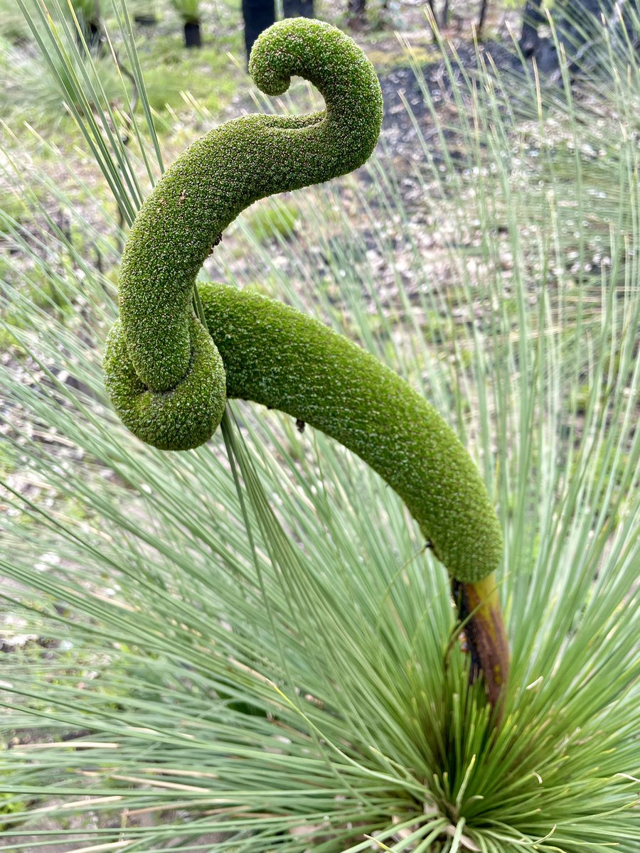 LucynakWild's tweet photo. Grass Tree flower, but this one I will rename to “pretzel knot” 🥨🌾 https://t.co/RF6kNzi0i4