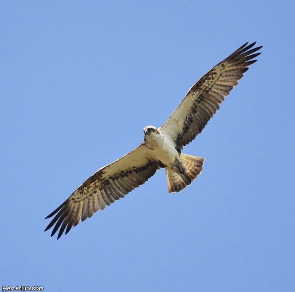 Aquí teniu una mini-guia ràpida (i esquemàtica) per diferenciar alguns dels ocells rapinyaires que trobem més sovint a Catalunya.
Hi trobareu informació de 17 espècies.
Obro fil 🧵🪡