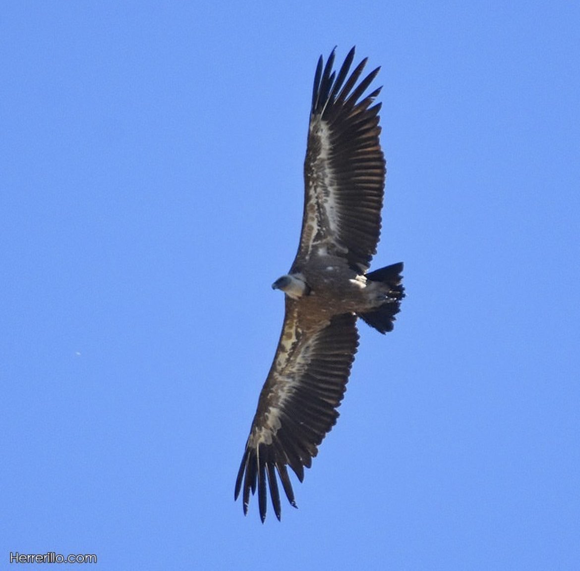 Birding Catalunya tweet media