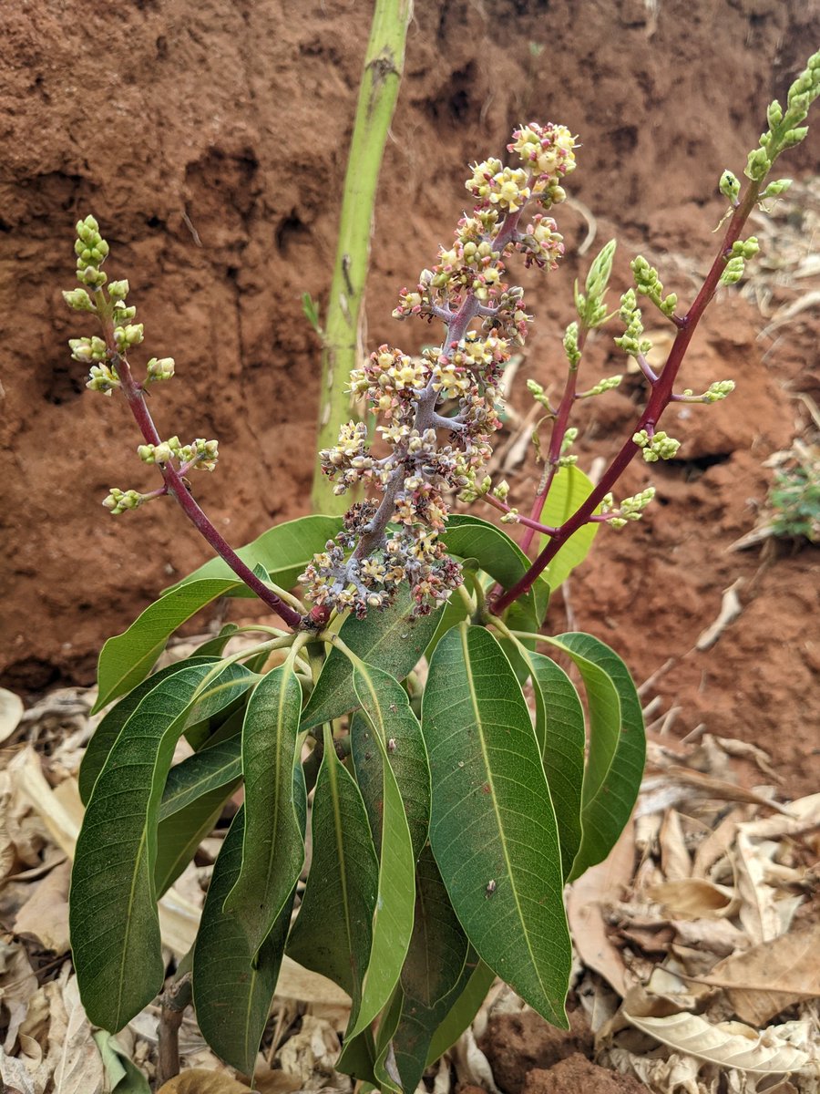 JMunyeke's tweet photo. Powdery mildew destroying my flowers. https://t.co/h0HsEJxWGo