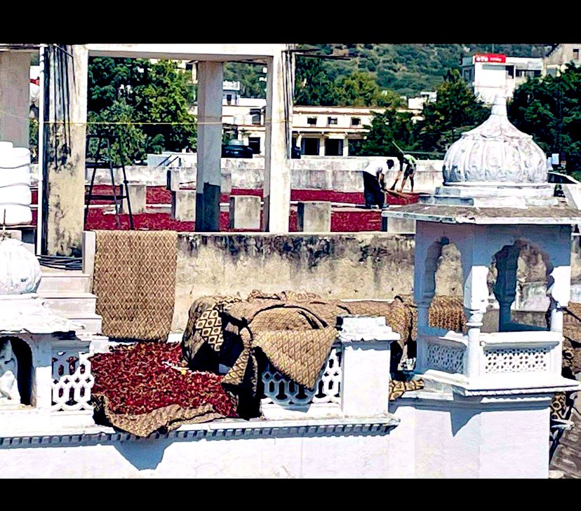Pushkar Roses drying on the rooftops! 😍 #pushkar #indiatravelgram #travelphotography