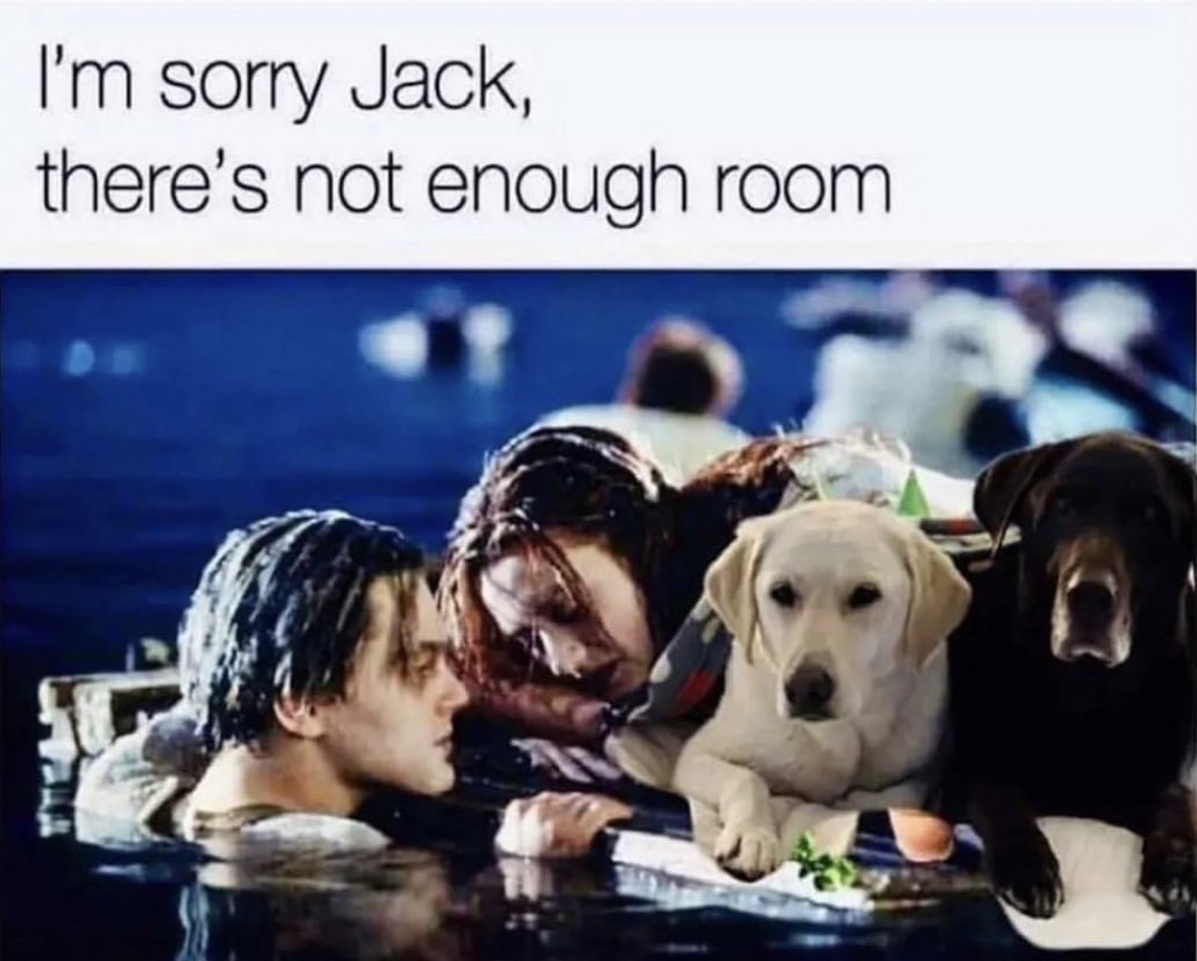 MaddysMutts's tweet photo. Nice to have known you, Jack 👋😂

#dogsoftwitter https://t.co/j0R94OSk2I