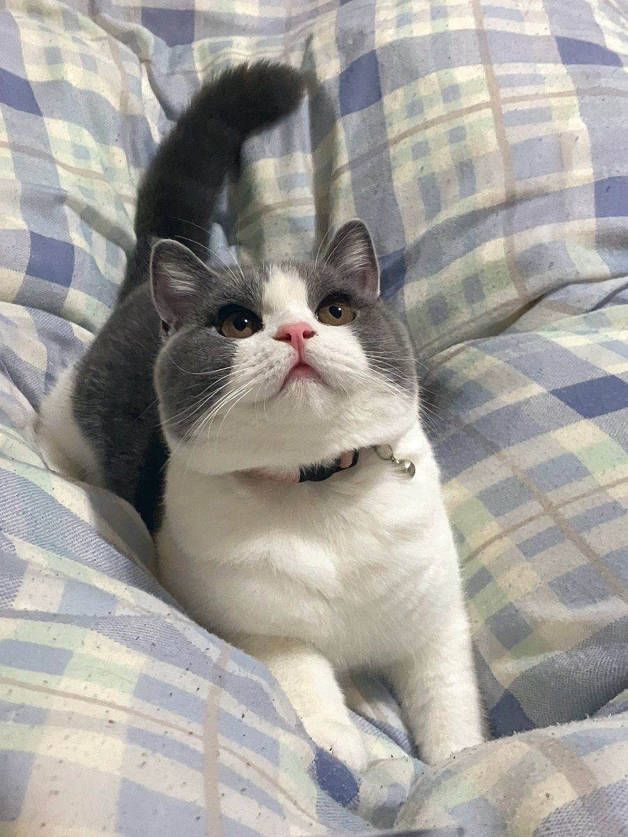 _rain0331's tweet photo. 人が昼寝をしていると、
🐈が前足で鼻をぽふฅぽふฅしてきたので秒で起きました😳💗
起こし方の天才✨

 #ブリティッシュショートヘア 
 #猫の居る暮らし https://t.co/IcrYYWfHRs