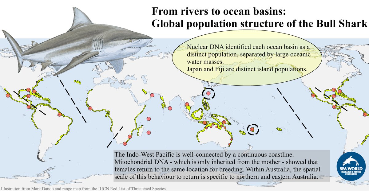Keen to learn about Bull Shark genetics?

Join my talk in 1h (8.45am UTC) at #SharksInt22

Here's a sneak-peak into the results. 
#Popgen #DNAforensics #SharkGenomics