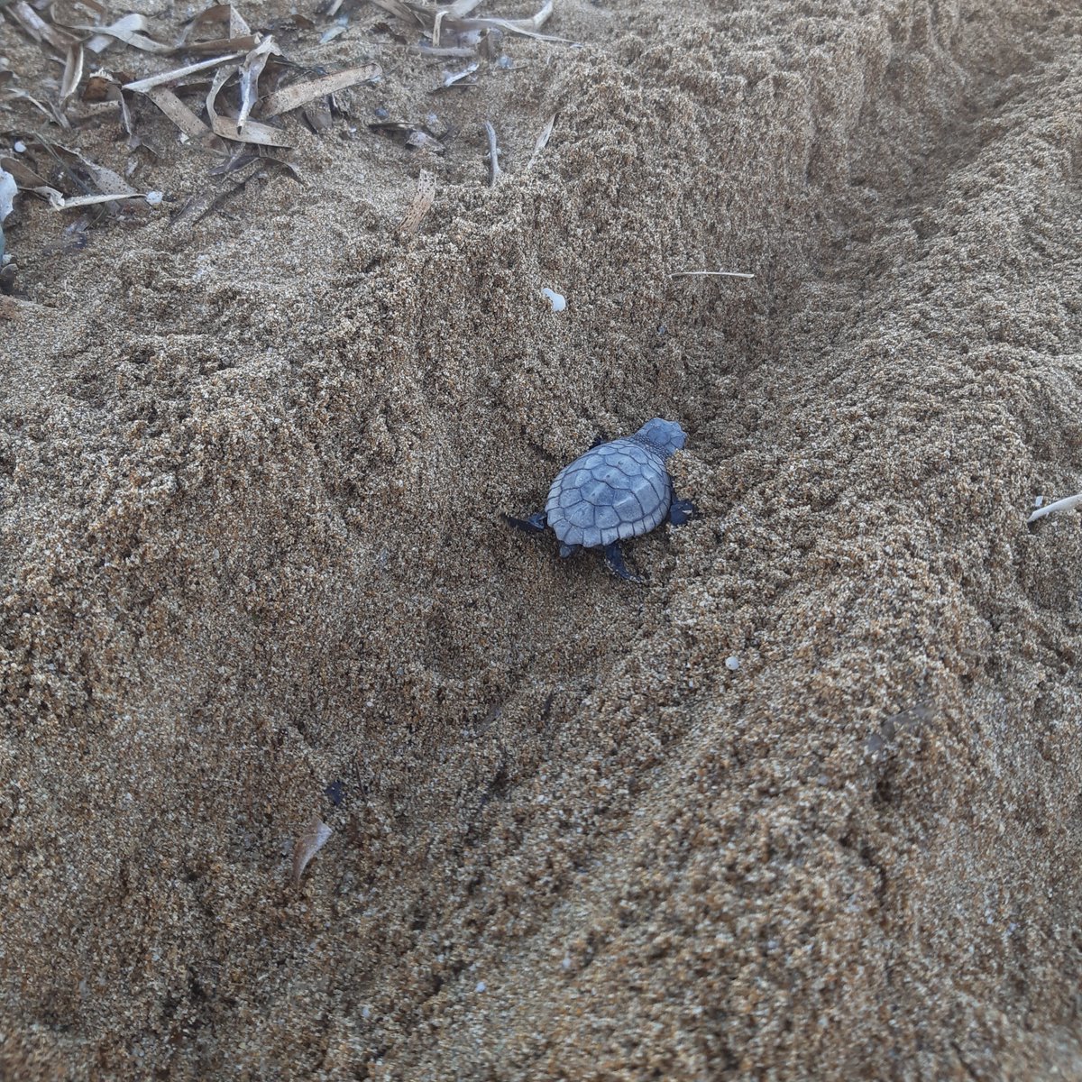 LorraineAnne99's tweet photo. Couldn't have asked for a better way to celebrate the end of my MSc! Very grateful to have been able to spend the past month in Crete with @Archelon_stps, gaining hands on #seaturtle monitoring and public engagement experience! With great company and magical turtle moments 🌊 https://t.co/TnU3XBWBtx