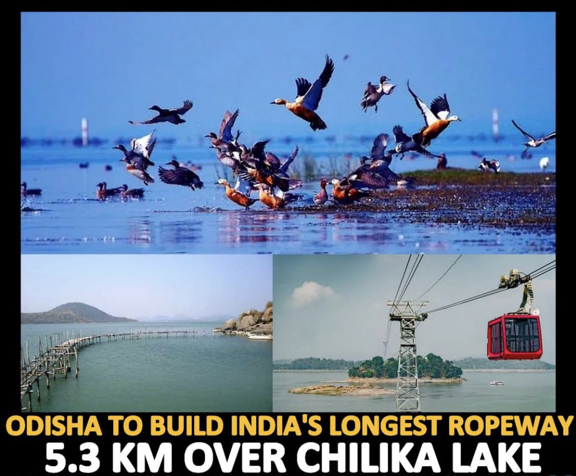 MShivani07's tweet photo. Millions of migratory birds arrive at Chilika & it’s very important for our ecosystem. How far is it justified to meddle with it just like we’re selling off our mountains and resources just for royalty,revenues and tourism?
@CMO_Odisha @Naveen_Odisha @OdishaTourism
#savechilika https://t.co/OmGI6NNwPv