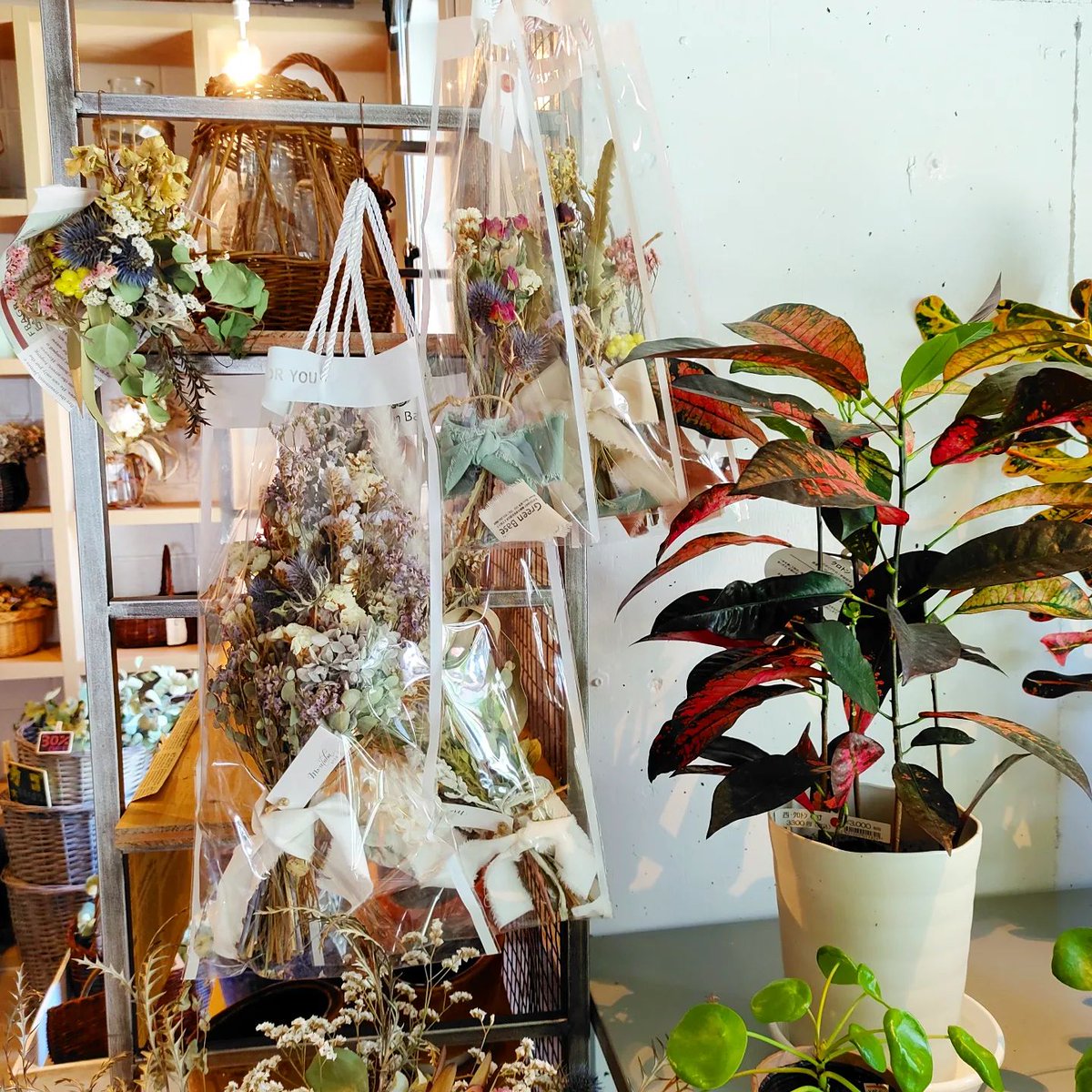 greenbase_'s tweet photo. こんにちは🍁
本日は、店長���すすめの #観葉植物 を紹介させていただきます🌳 ⁡
#ステレオスペルマム ⁡
⁡⁡耐陰性があり屋内でも大丈夫ですが、日差しを好みますのでなるべく日光が当たる場所に置いて下さい。⁡
⁡⁡冬は室内で5度以上あれば越冬できます。⁡

#ドライフラワー 
⁡⁡🌱#GreenBase https://t.co/Kd5gK5WlN7