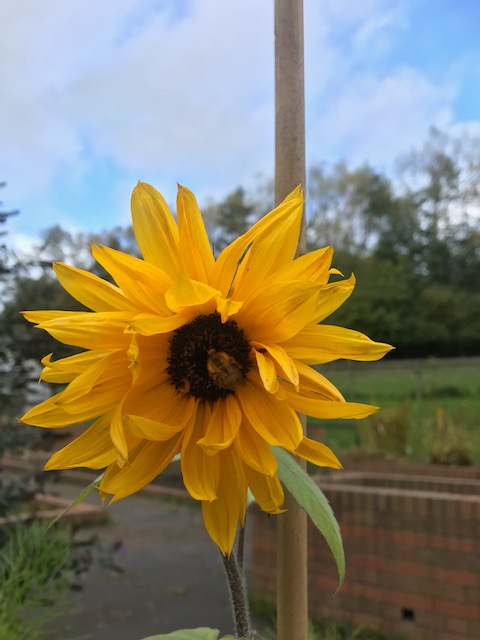 Our #sunflowers still looking summery planted by our #hoof team #urbanfarms #leeds