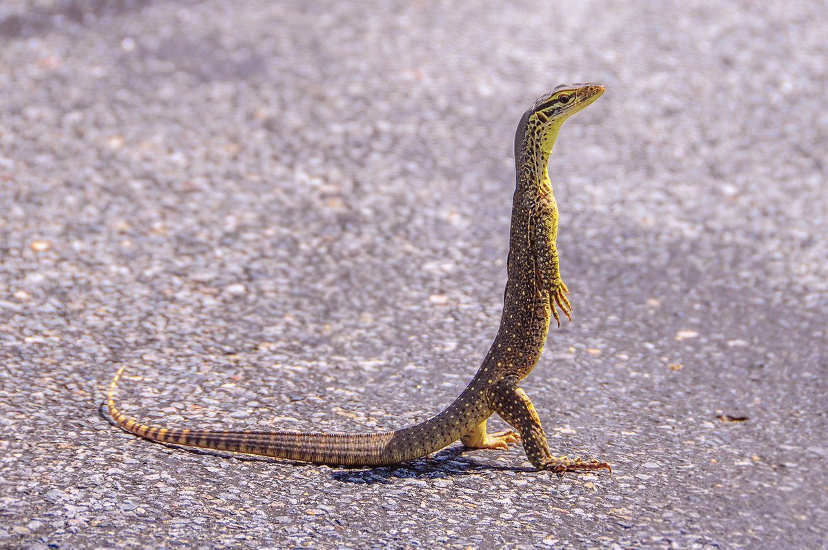 🦎 A young Argus Monitor (Varanus panoptes) watching its surroundings by  standing on two legs. This behavior is why Varanids were named as such -  the name Monitor comes from the Latin