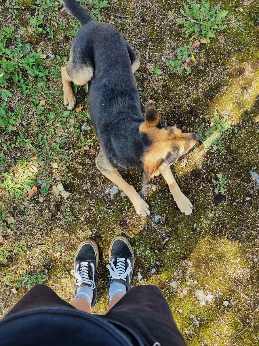 Сегодня опять провожал с утра на остановку местный пёсик. Может кто хочет забрать себе? Что-нибудь соберем, чтобы кастрировать его и привести в порядок. Добрейший и клёвый пёс, абсолютно хозяйский, но выброшенный на улицу. Дайте знать, можно спасти, пока он жив, хотя бы.