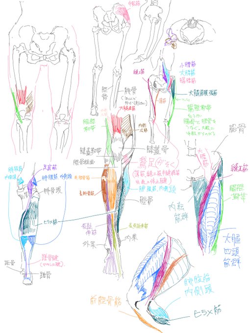 仕事の合間に描いた足腰の勉強 