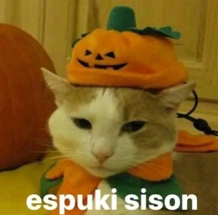 miau tweet media