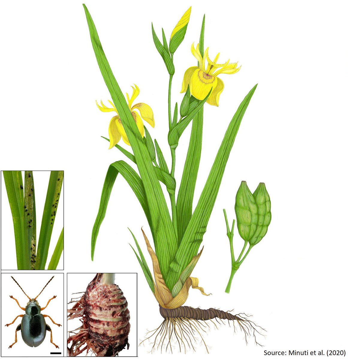 Centre for Biological Control tweet media