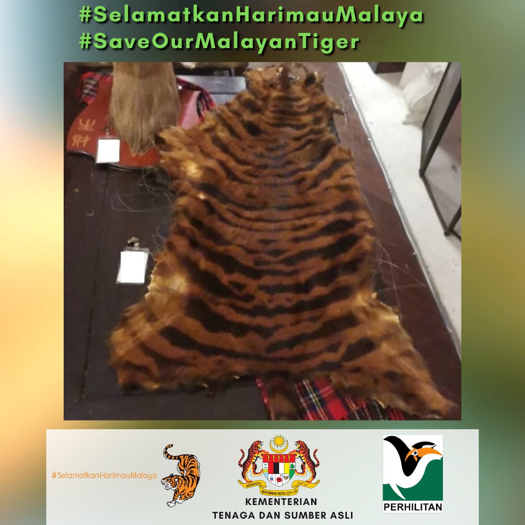 Laporkan sebarang jenayah hidupan liar ke Talian Hotline Jabatan PERHILITAN di 1-800-88-5151.
Bersama kita melindungi hidupan liar terutamanya Harimau Malaya demi kepentingan generasi akan datang.
#SelamatkanHarimauMalaya
#SaveOurMalayanTiger