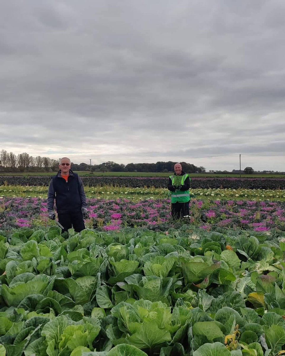 Another great day gleaning yesterday, we’ve missed it! All this food would have gone to waste and has now been distributed amongst local #community organisations ! Good for the planet and good for people!  #CommunityIsEverything  at #TakingRoot!
#gleaning #nofoodwaste #zerowaste