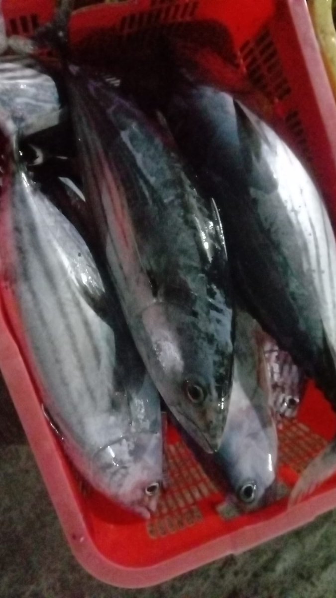 BKIPMBontang's tweet photo. Proses pecking pengiriman ikan Tongkol tujuan Parepare.
@BuTariPmk 
@BKIPMBalikpapan 
@ekosulys24 https://t.co/fxRyiWxEr5