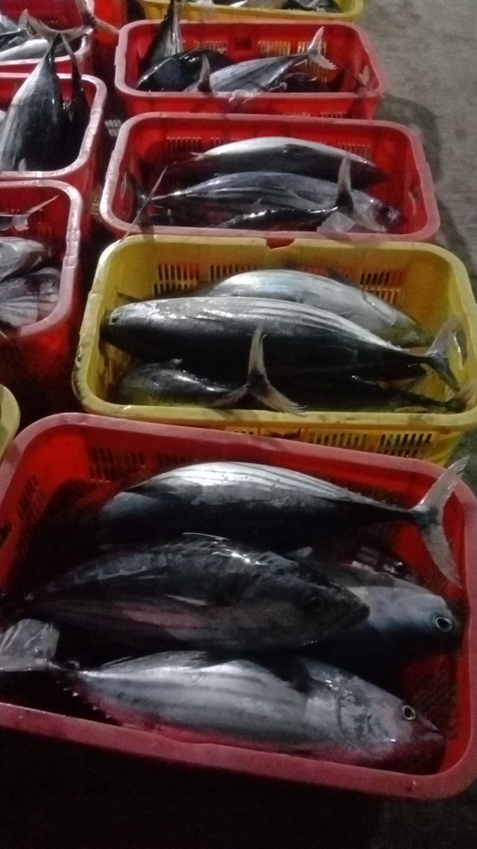 BKIPMBontang's tweet photo. Proses pecking pengiriman ikan Tongkol tujuan Parepare.
@BuTariPmk 
@BKIPMBalikpapan 
@ekosulys24 https://t.co/fxRyiWxEr5
