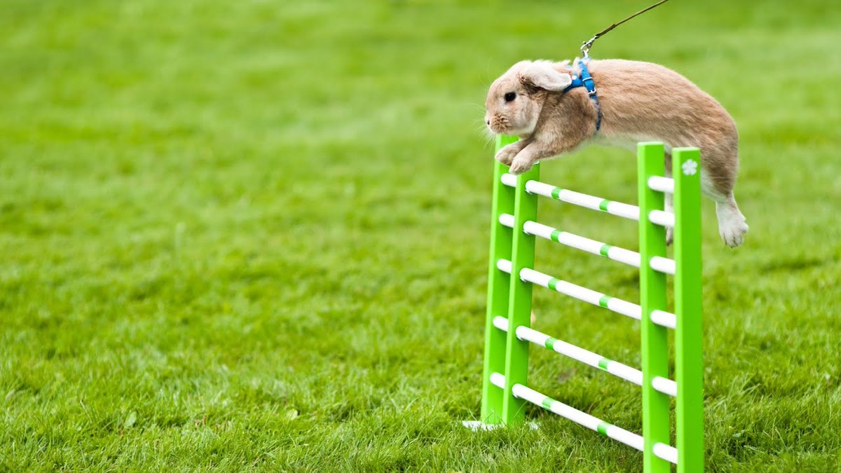 RabbitVideos's tweet photo. #Rabbit Cute Moments Clips compilation || Cute #Bunny #Rabbit ...
https://t.co/wgtJ6zE8fj
#guplubunny #guppa #rabbitfuncorner #rabbitjumping #rabbitplayingvideo #Bunnycutevideo #CuteBunny #CuteRabbit #Guplu #Pet #RabbitFunCorner #RabbitPlay #Rabbitplaying #ΰ€ΰ€°ΰ€ΰ€Ά https://t.co/gPi3ajOO9f