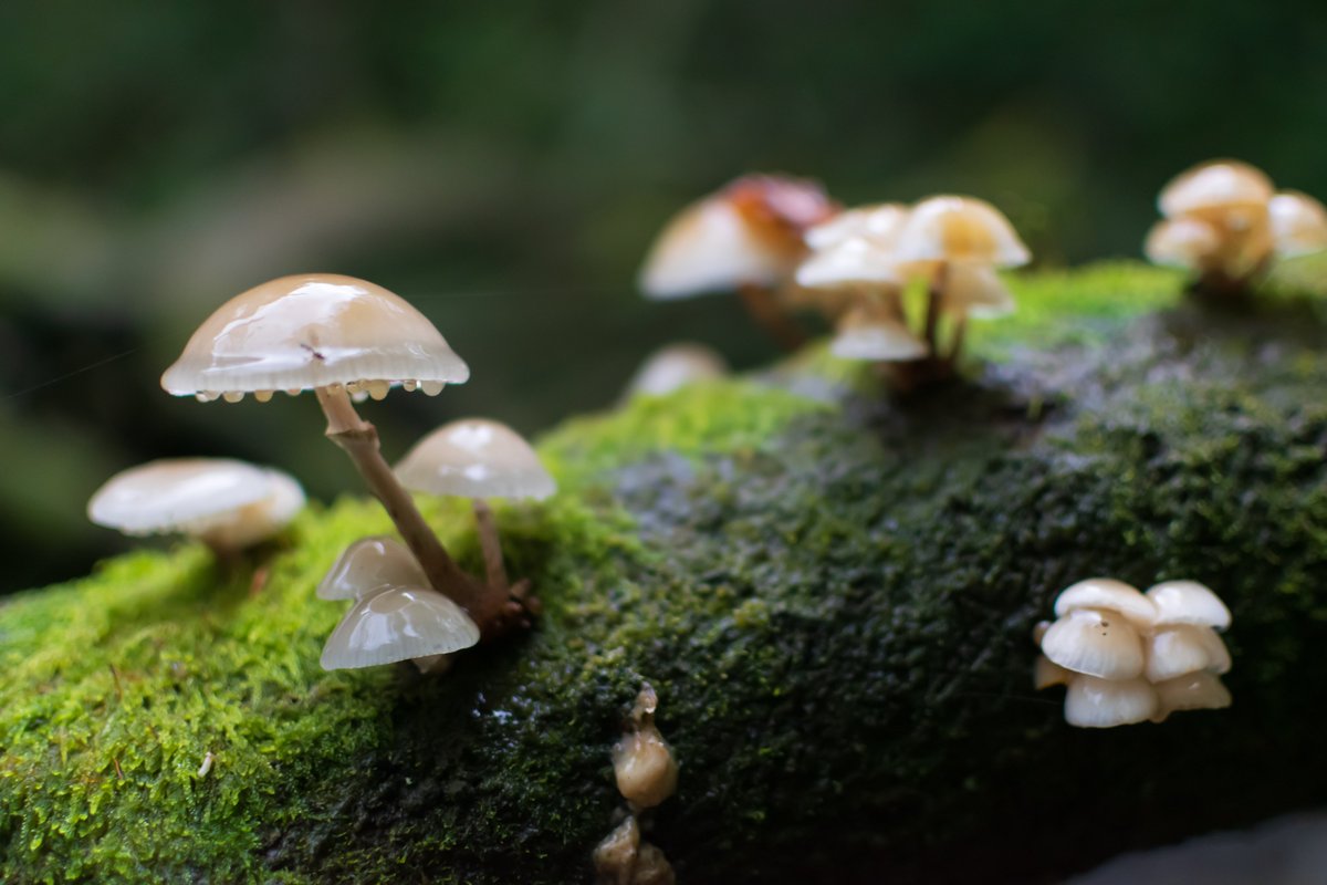 A colony of #mushrooms on a tree in Hardcastle Crags in Hebden Bridge, West Yorkshire.

#WestYorkshire #Yorkshire #Nikon #NikonD5300 #HardcastleCrags #HebdenBridge #Calderdale

<a href="/Welcome2Yorks/">Welcome to Yorkshire</a> <a href="/UKNikon/">Nikon UK & Ireland</a> <a href="/VisitCalderdale/">Visit Calderdale</a> <a href="/VisitHebden/">Visit Hebden Bridge</a> <a href="/HardcastleNT/">Hardcastle Crags</a> <a href="/nikonownermag/">Nikon Owner</a> <a href="/NikonProEurope/">Nikon Pro</a>