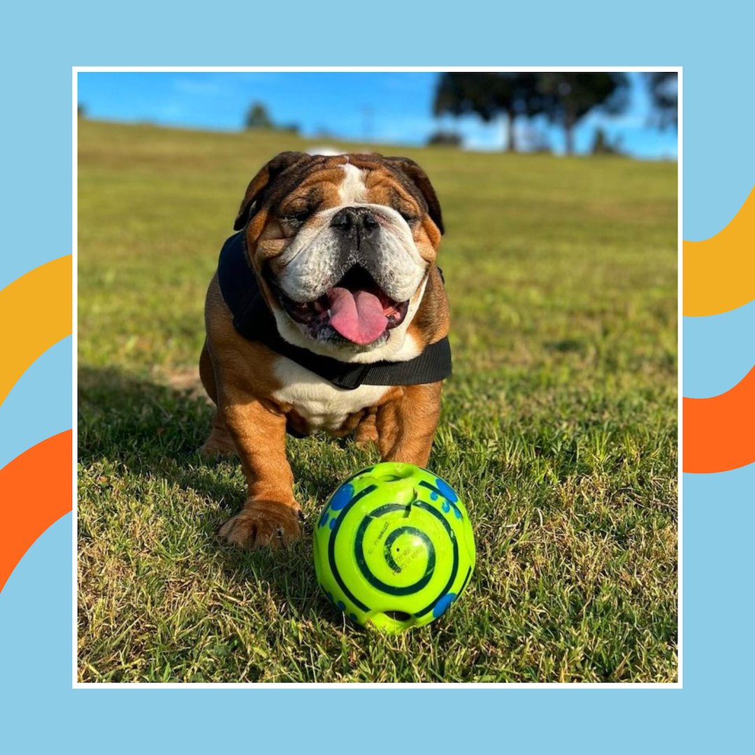 BestPets tweet picture