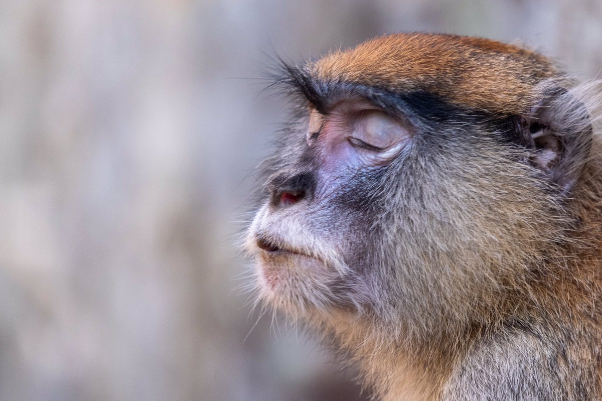 2022.10.13 #patas #patasmonkey 
.
.
.
.
.
#zoo #zookeeper #zoophotography #igerspoland #igers_katowice #ig_animals #animalphotography #zooanimalsofinstagram #slaskiezoo #xt3 #fujinon55200mm #fujifilm #fujilove