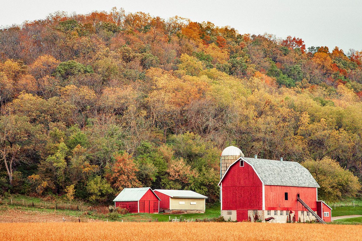 WisconsinPics's tweet photo. A red barn near many autumn-colored trees near Black Earth, Wisconsin.

#barn #autumn #fall #wisconsin #wisconsinphotos #photography #onwisconsin #stockphotos #stockphotography https://t.co/Tdg2sPpXiX