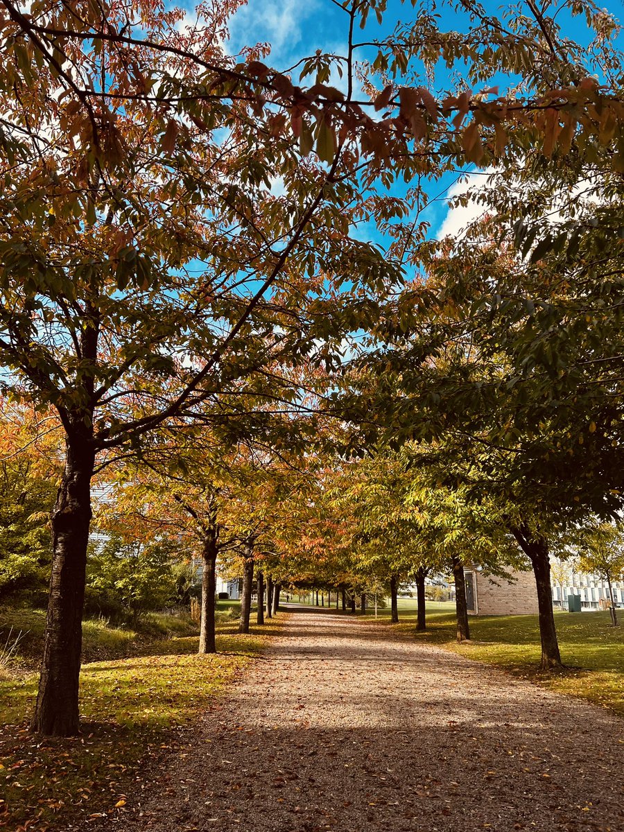 Granta Park looking lovely in autumn 🍂<a href="/soseiheptaresco/">covujese</a>