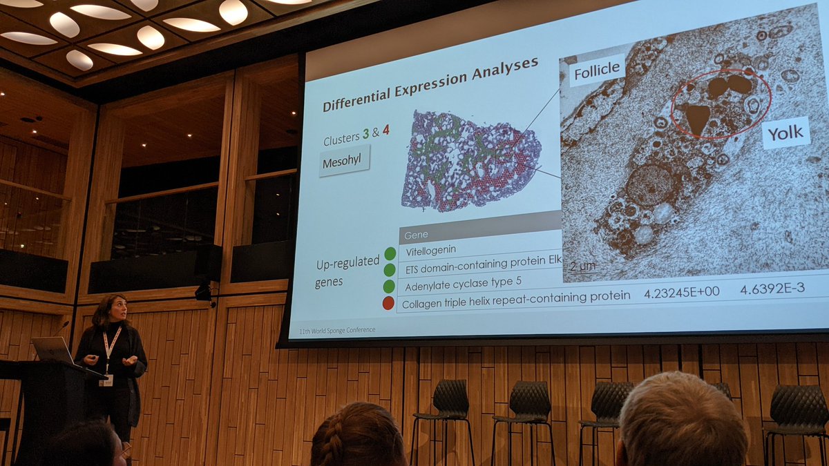Cristina Diez-Vives (@diezvives) on Twitter photo The jaw-dropping talk of <a href="/aida_verdes/">Aida Verdes</a> at the <a href="/sponge_2022/">Sponge_2022</a> about how spatial transcriptomics can localize gene expression directly on the sponge tissue! #11worldspongeconference The jaw-dropping talk of <a href="/aida_verdes/">Aida Verdes</a> at the <a href="/sponge_2022/">Sponge_2022</a> about how spatial transcriptomics can localize gene expression directly on the sponge tissue! #11worldspongeconference