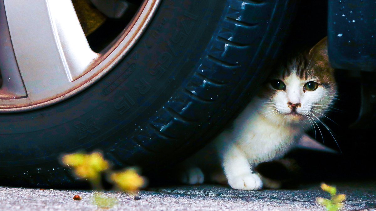 koki_photogram's tweet photo. ねこさん https://t.co/cnnoKwUcf0