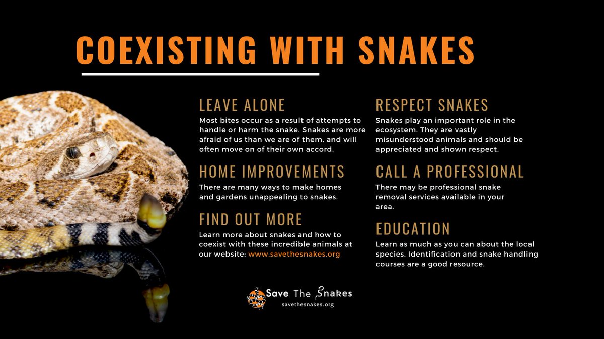 Is coexistence between humans and snakes possible?

YES! To keep you and the snakes safe, please learn about and share these important measures:
savethesnakes.org/coexist
