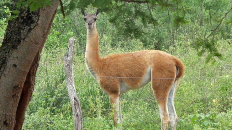 elnacionalpy's tweet photo. POLÉMICA | 🔴

La Cámara de @DiputadosPy aprobó el Proyecto de Ley que permite la prospección, exploración y explotación de hidrocarburos en el área protegida del Parque Nacional Médanos del Chaco, donde viven especies únicas en el país como el guanaco, entre otras.

#ElNacional https://t.co/sypIW8fE7p