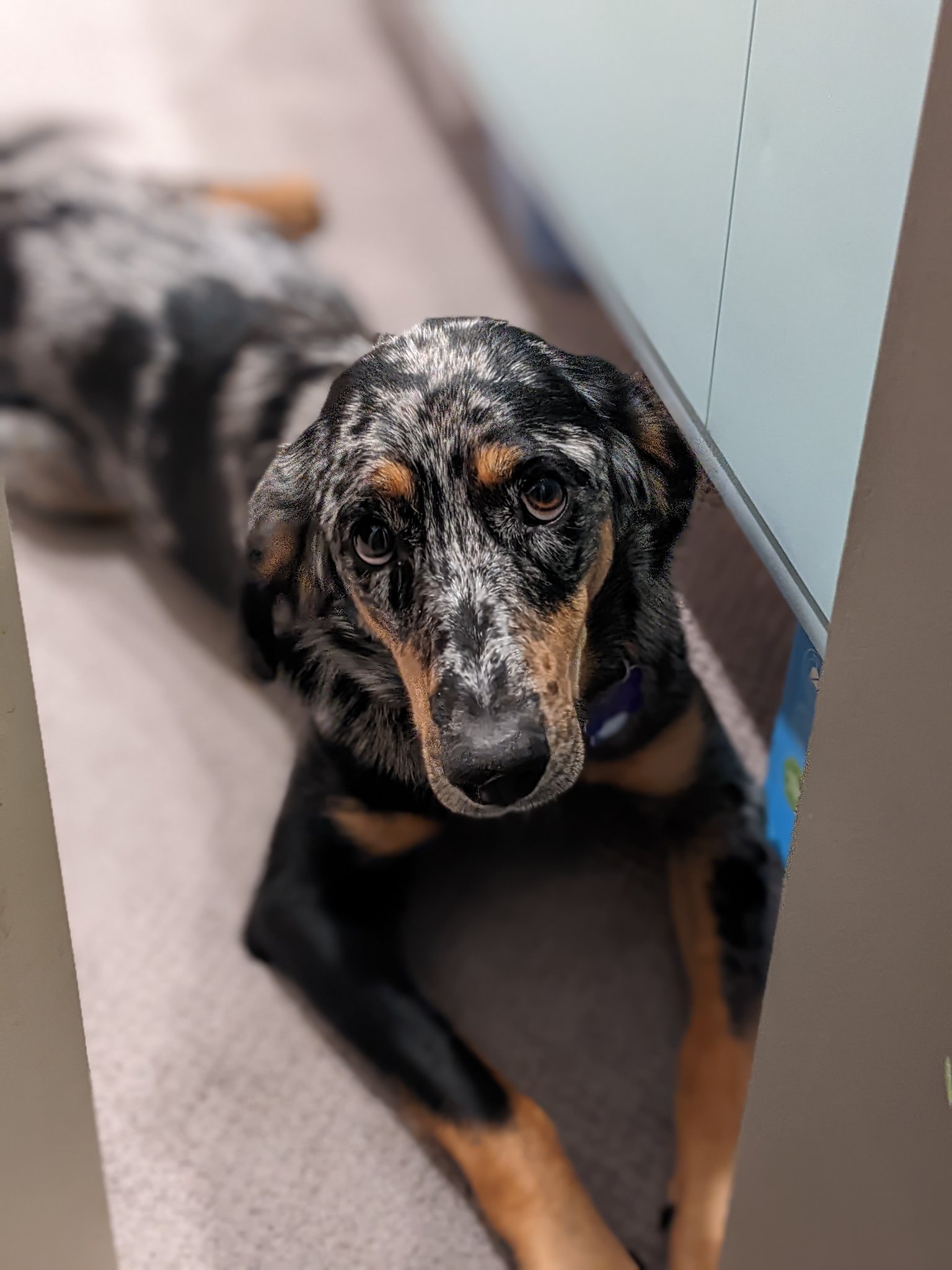 Aussie coonhound mix discount