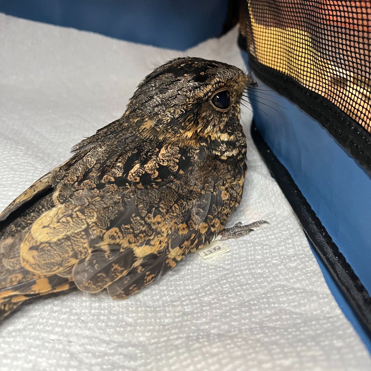 East 57th St is not where you'd expect to find an Eastern whippoorwill, but fall migration brings many surprises. Not all of them pleasant, including the window this bark-patterned nightjar collided with. Beetlejuice 👀 is alert and active, a positive sign.

📷: Rachel Frank