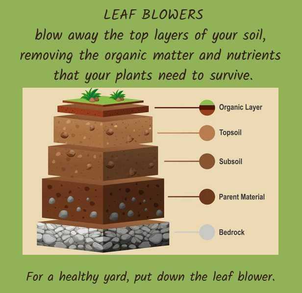 shellsfeed's tweet photo. Did you know your leaf blower could be causing more harm than good? Check out this graphic to safely blow off those fall leaves from your yard. #lawncare #garden #soilcare https://t.co/a2rVYUk686
