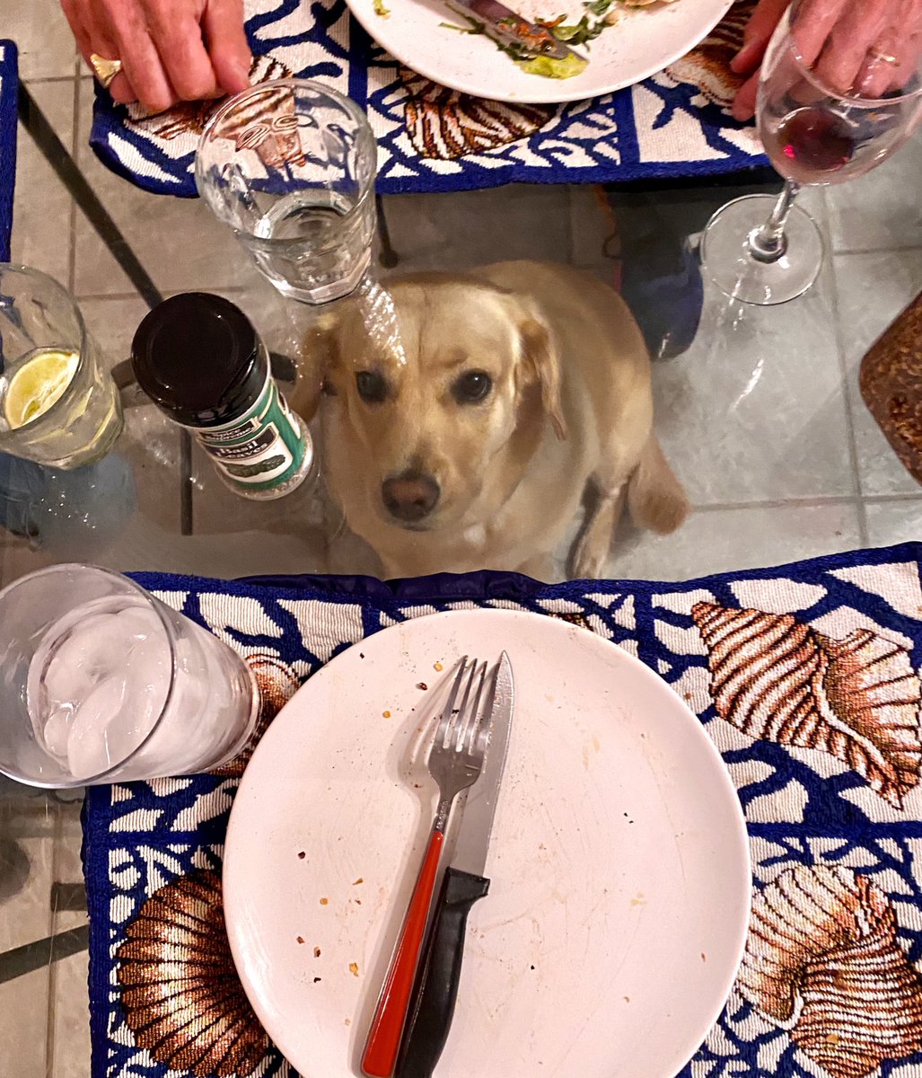 animalitos gorditos tweet media