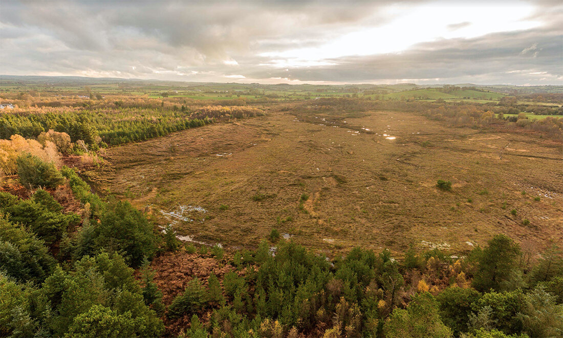 Friends of Ardee Bog tweet media