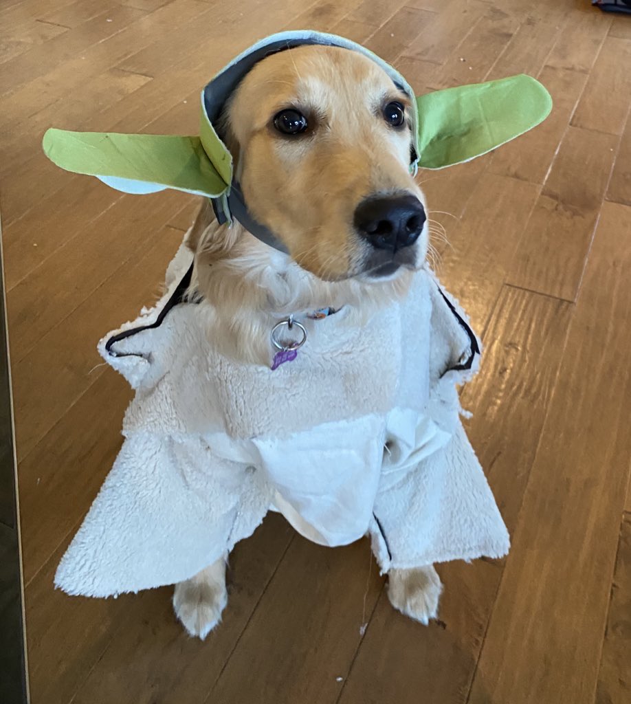 bunsenbernerbmd's tweet photo. Beaker is Baby Yoda.
#Spooktober https://t.co/7t5DESXk9y