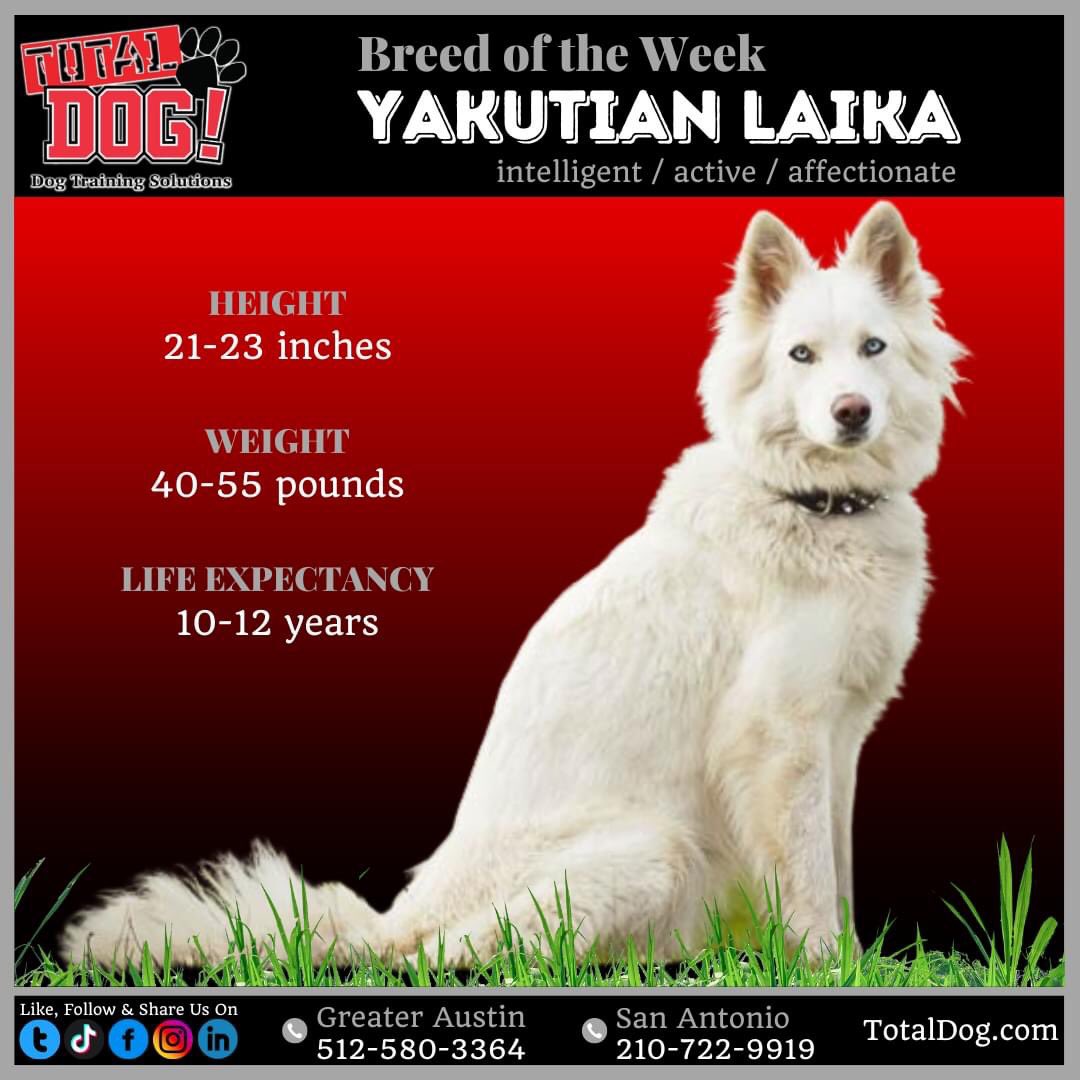 Total_Dog's tweet photo. The Yakutian Laikas were utilized for herding, sled pulling &amp; hunting. They’ll like being by your side or partaking in activities like agility, coourse ability &amp; sledding. They’re thrilled to gain playmates &amp; very sociable &amp; therefore they’re unlikely to succeed as guardians. https://t.co/qBl3gZNc6L