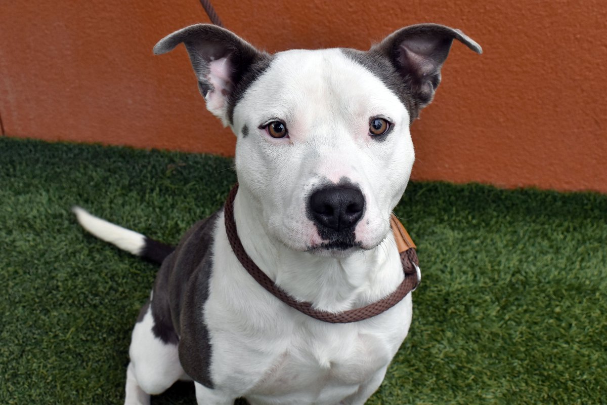 HeatherSilvio's tweet image. 2yo Colby (ID: A000462) is the cutest! He has basic training &amp;amp; is friendly with people, but may do best as an only pet. Since he can be destructive when bored, he needs s/o to provide exercise &amp;amp; mental stimulation. Is that you?? Contact @AnimalsPCAS today!

#adoptable #pascofl