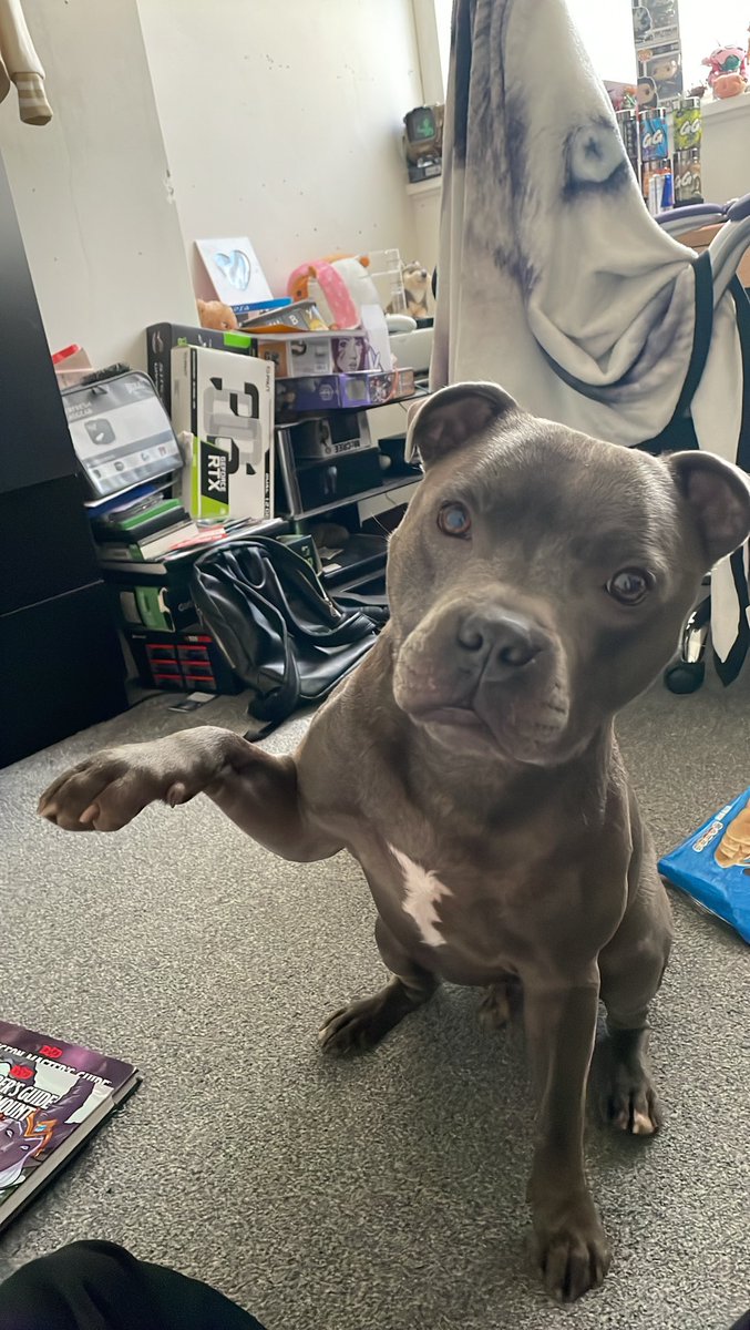 GriffonVT's tweet image. Nugget is once more asking for you to give his Best friend’s stream some love for today it’s RE3

twitch.tv/GriffonVT

#residentevil #residentevil3remake #spookystreamer #VTuberUprising #PNGTuber #VTuberEN #ElfVtuber