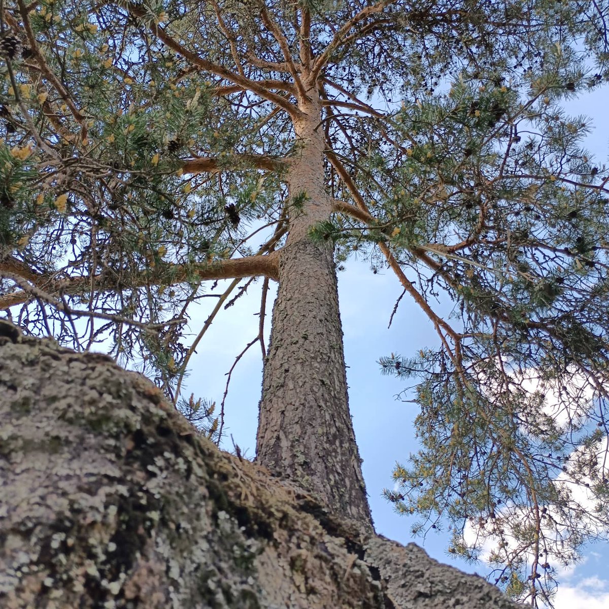 Hiienlieko's tweet photo. Sitkeys.
Nämä kuvat olen ottanut toissa suvena.
#mänty #kivi #pelto #sitkeys #selviytymiskamppailu #symboliikka #elämänvoima #puunväki #väki https://t.co/OpbbZeB5wj
