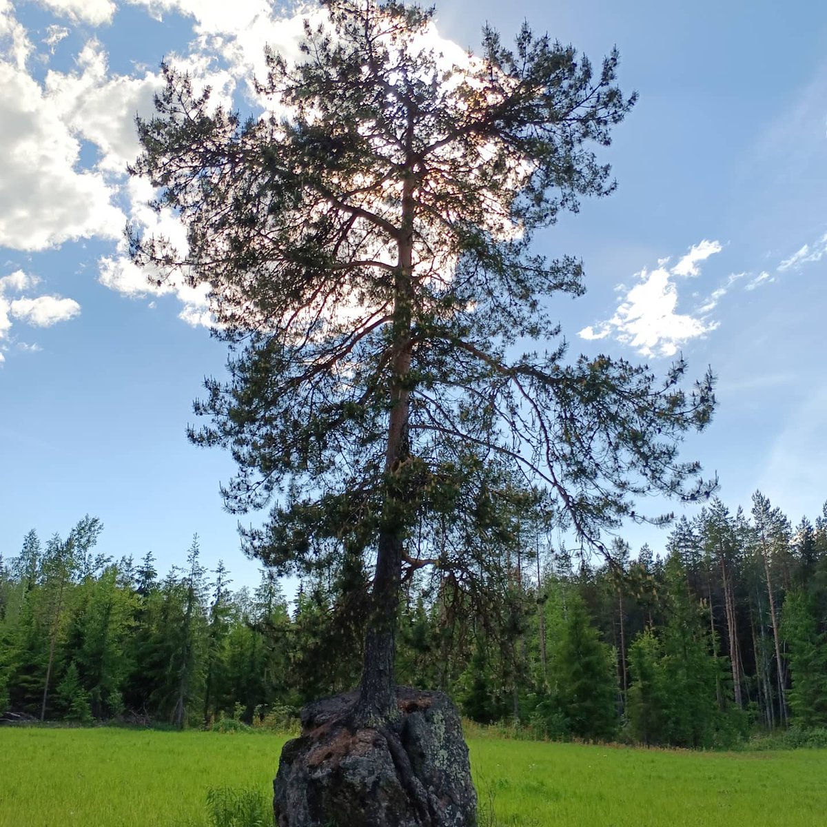 Hiienlieko's tweet photo. Sitkeys.
Nämä kuvat olen ottanut toissa suvena.
#mänty #kivi #pelto #sitkeys #selviytymiskamppailu #symboliikka #elämänvoima #puunväki #väki https://t.co/OpbbZeB5wj