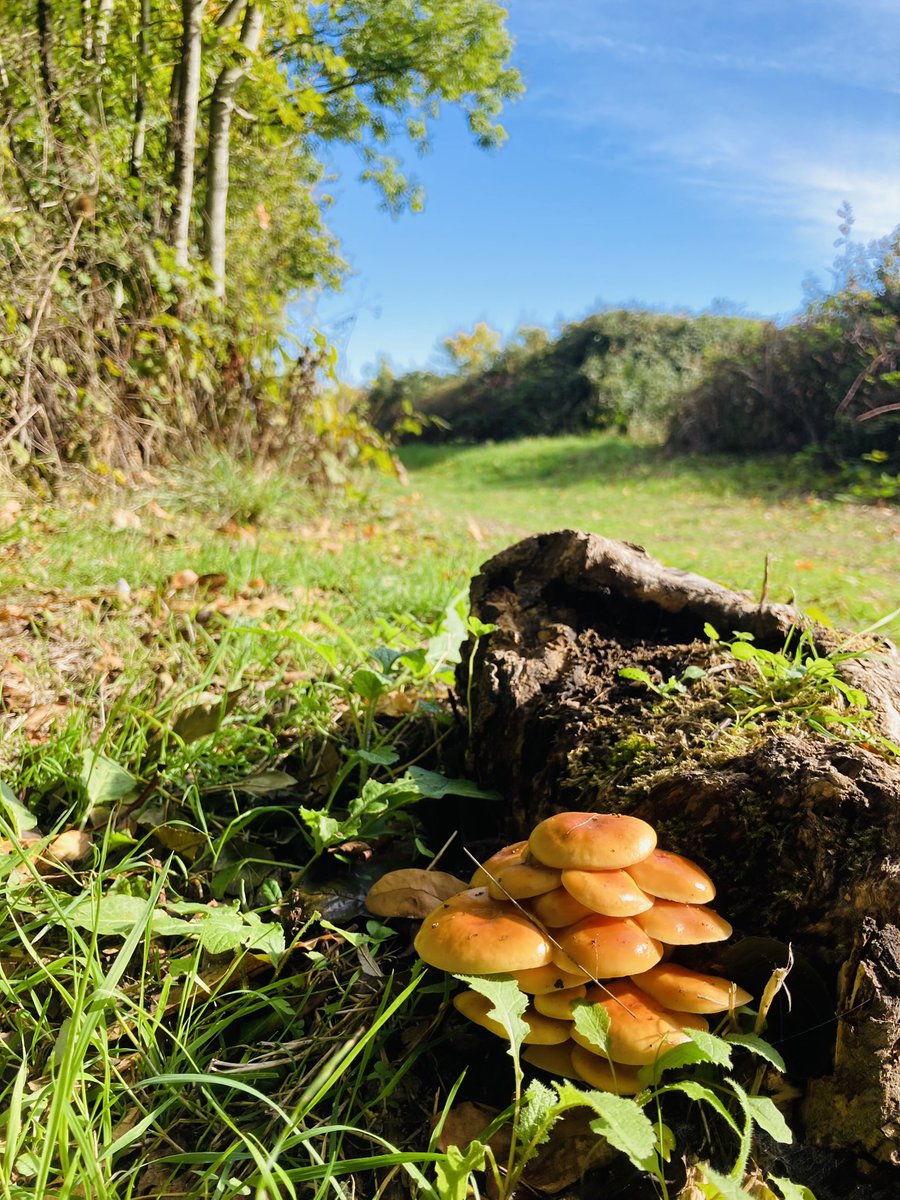 JoButtonHE's tweet photo. Forest School Thursday @sdcollege #forestschool #autumn https://t.co/mPJJRBrCa2