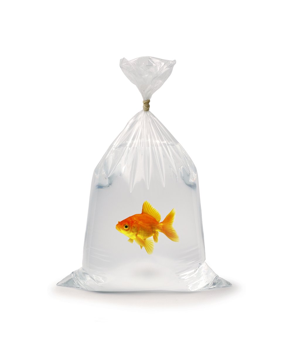 borofergie's tweet photo. Following a motion last night from my friend Conservative Cllr Simon Bywater, @huntsdc has banned the cruel practice of giving goldfish (or indeed) any pets on its land. I was pleased to support his motion in my role as Executive Councillor for licensing: https://t.co/Kxcr7vIviz https://t.co/eMKCnJez0w