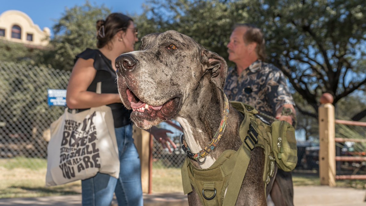 The world’s tallest living dog lives in Fort Worth… and <a href="/izzy_acheson/">izzy acheson</a> and I got to meet him.

Here are some fun photos of Zeus: