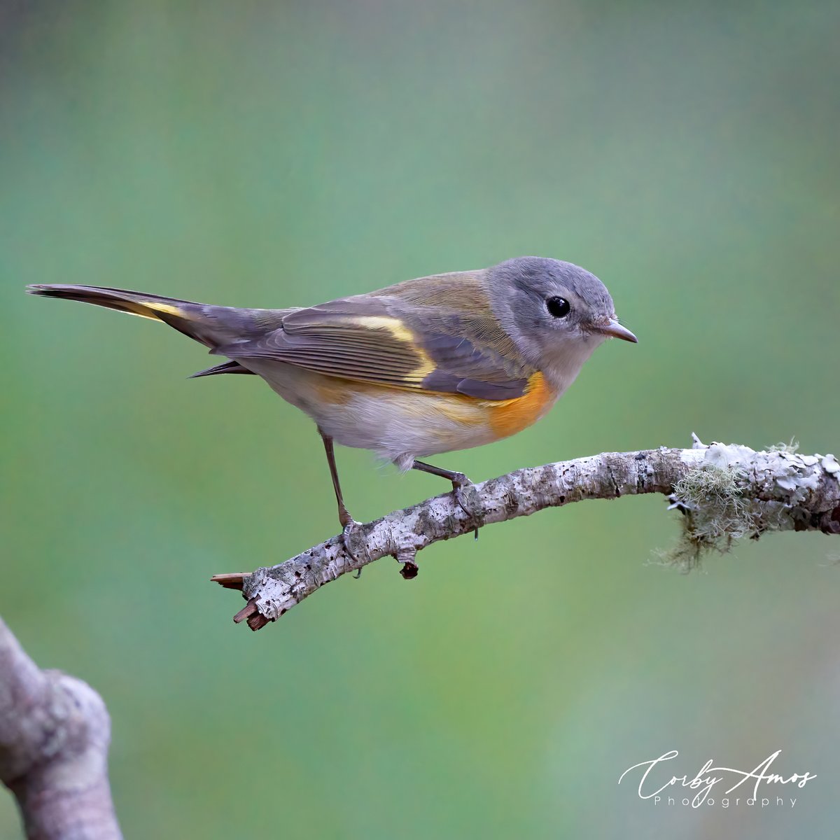 American Redstart
.
.
#birdphotography #birdwatching #birding #BirdTwitter #twitterbirds #birdpics #americanredstart