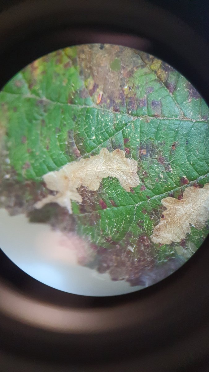 Dr Ben Clunie tweet media